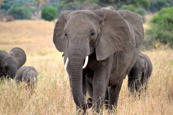 Stop Poaching!