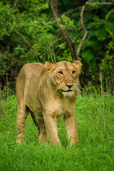 Getting a new home for the Asiatic Lions