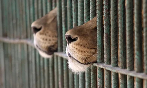 Shutdown Zoos