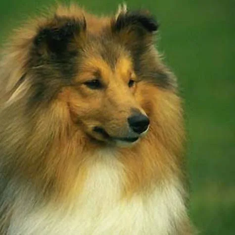 Shetland Sheepdog - Split the breed
