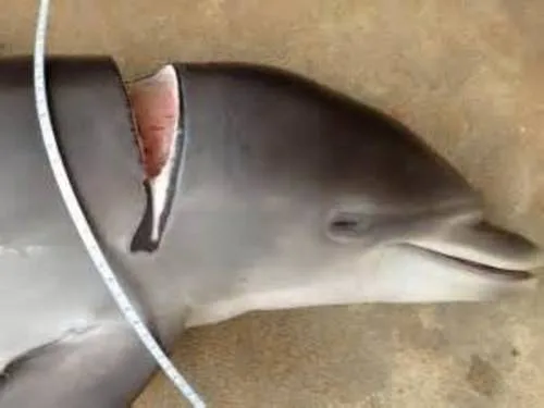 Protect the animals of the Yangtze River