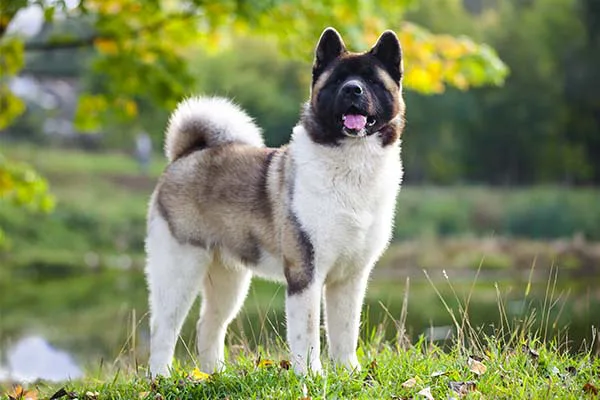 Akita Ban or BSL