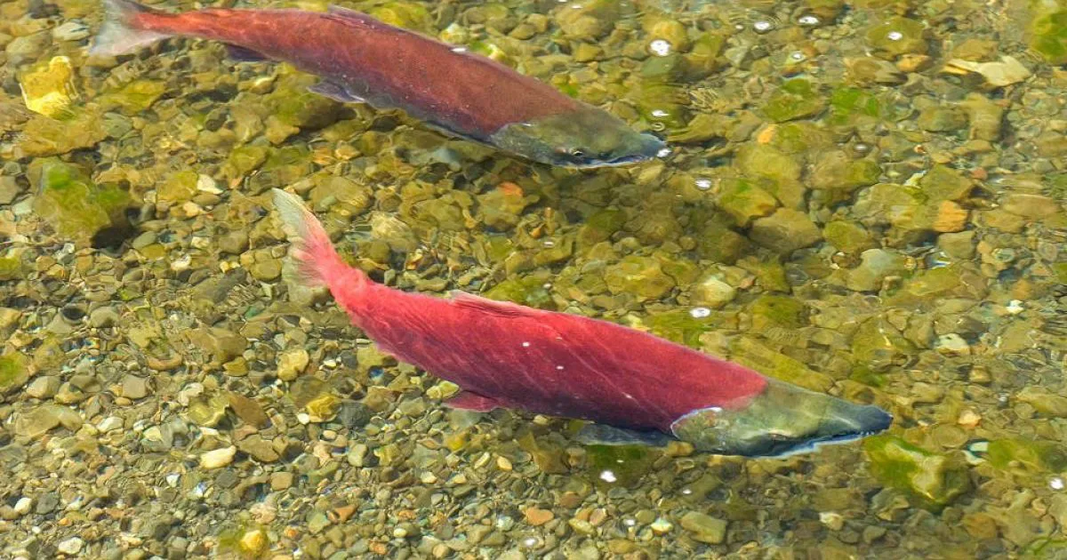 Protecting Wild Salmon 