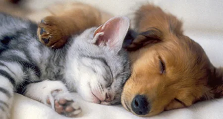 STOP THE ABUSE OF SHELTER DOGS AT Friends of Moreno Valley Shelter Animals