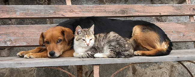 STOP killings Spanish stray cats & dogs
