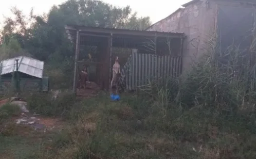 Let's take Action Now and End this Gross Conduct towards these DOGS