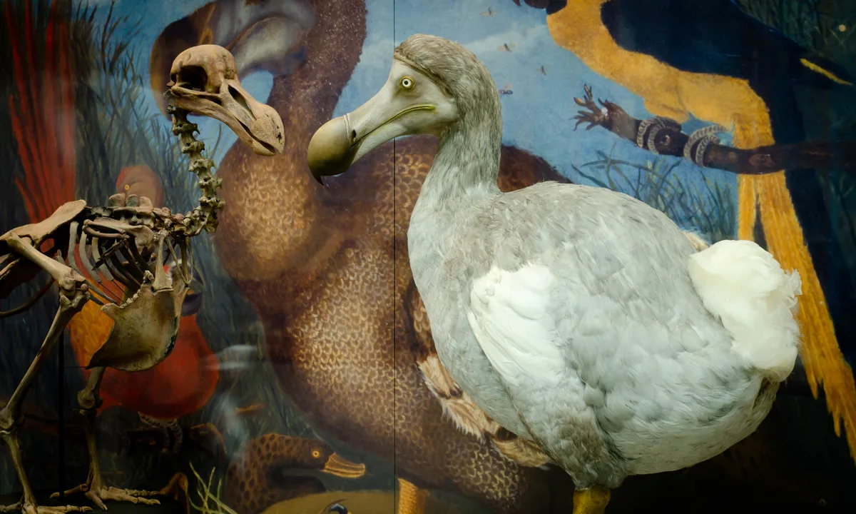 Bring back the Dodo through scientific cloning