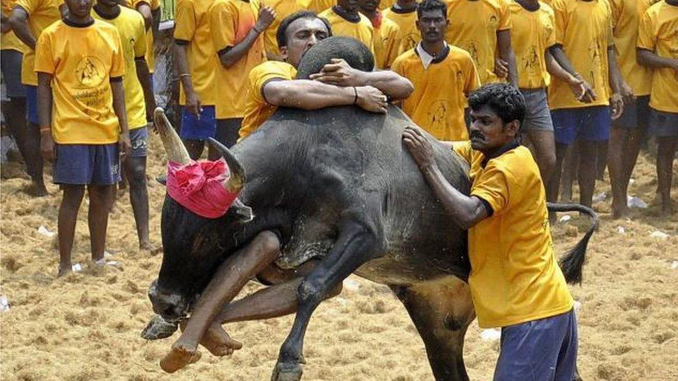 We want jallikattu...