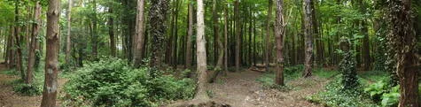 Save Malahide Castle Demense Woodlands