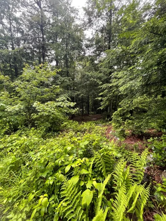 Petition to the Town of Shutesbury Concerning Solar Projects