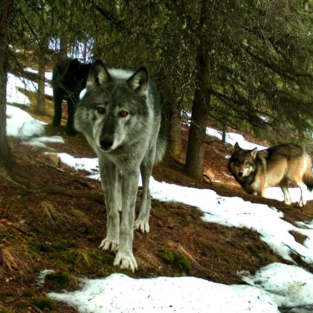 Urge the Alaska Board of Game to protect Denali wolves