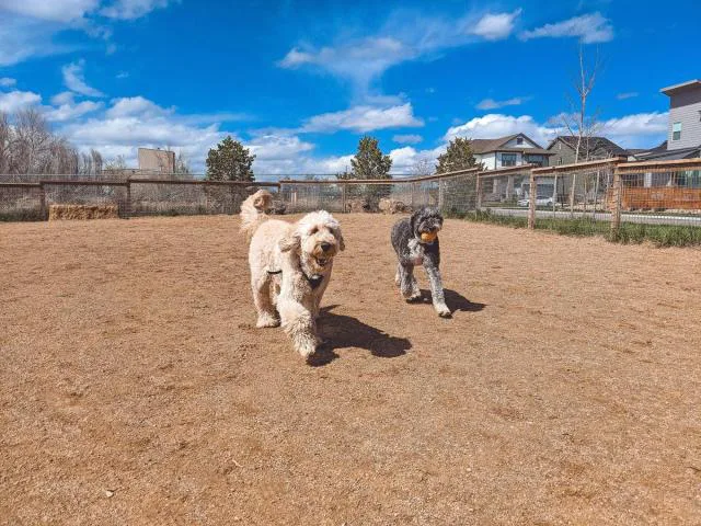 Support A New Dog Park In Denver