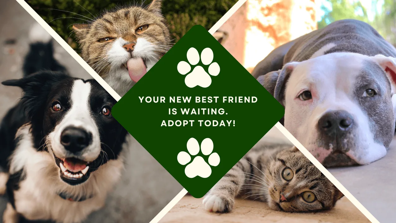 Help Animals everywhere!