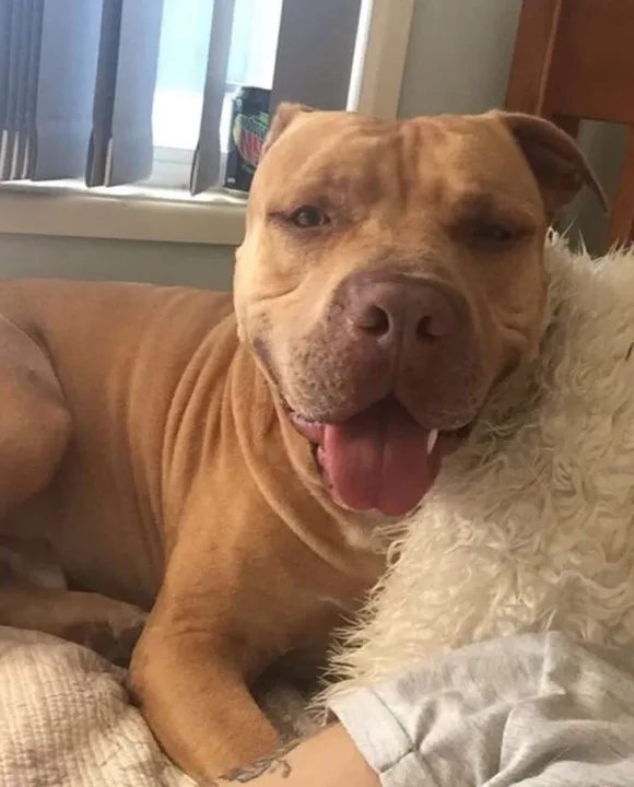 HELP US SAVE OUR STAFFY SARGE