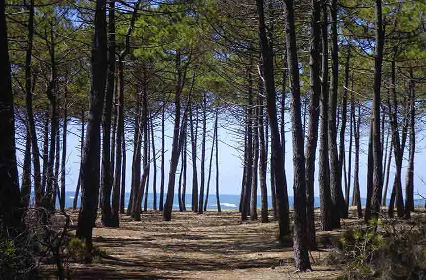 Relevons la forêt des Landes