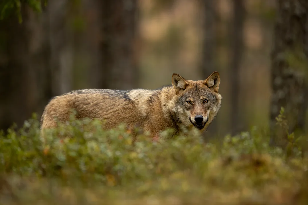 Stop wolf hunting