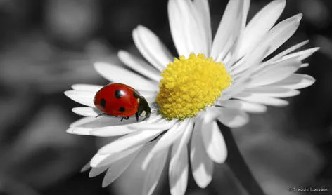 Ilaria is the new Coccinella