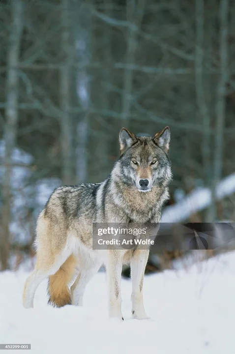 Restore Protected Status for the Gray Wolf
