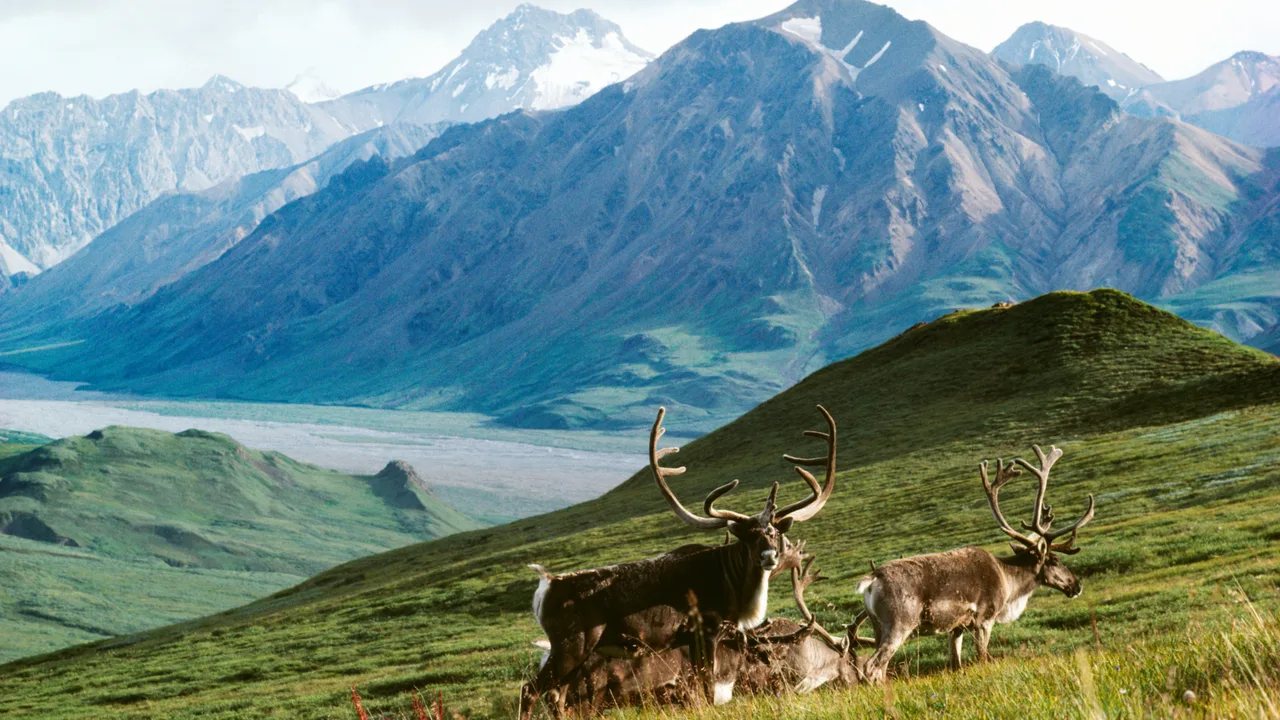 Stop oil drilling in Alaskan wilderness