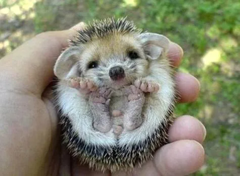 Hedgehogs should be legal in Fairfax County, VA.