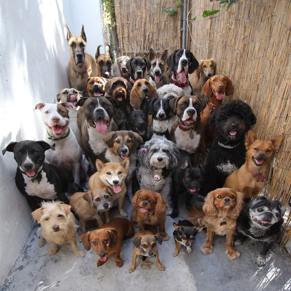 Please allow TikForce Staff to bring Pets to work!