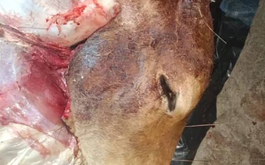 KEEP STOCKTHEFT SUSPECTS LOCKED UP