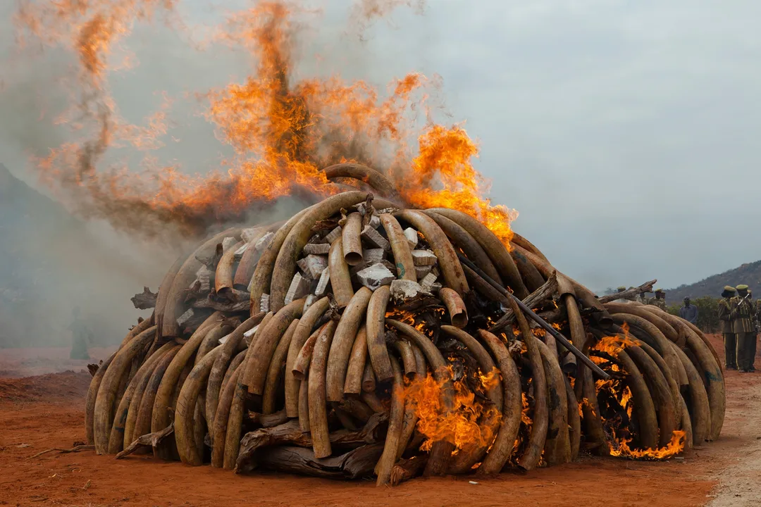 animal poaching