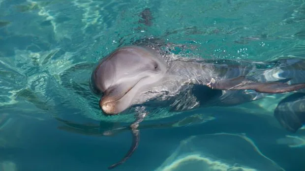 Put an End to Captivity of Dolphins and Marine life