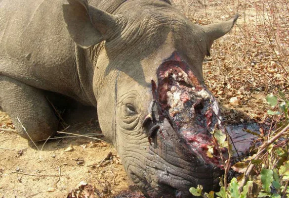 Save Endangered species