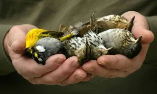 Stop the Spread of Harmful Pesticides