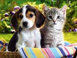 Raise Your Paw