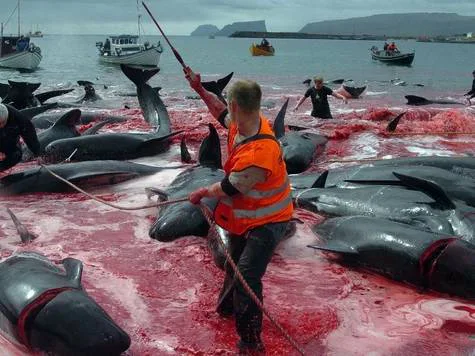 SAVE THE WHALES!
