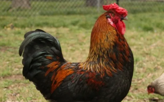 Allow Roosters in our City - Salisbury, NC