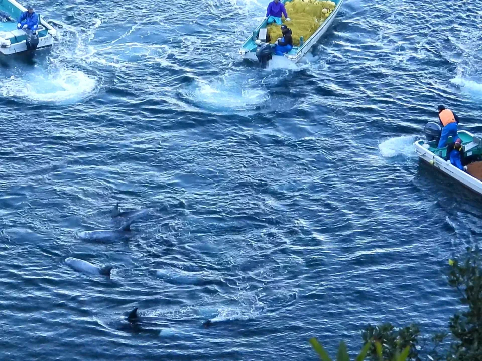 STOP THE BRUTAL KILLING OF DOLPHINS IN TAIJI (JAPAN)