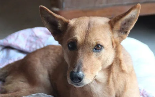 Request to immediately stop the dangerous dog breeds ban that went into enforcement recently in Egypt