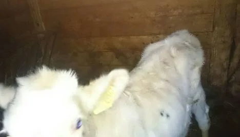 Odobratie vychudnutého teliatka na Sihoti