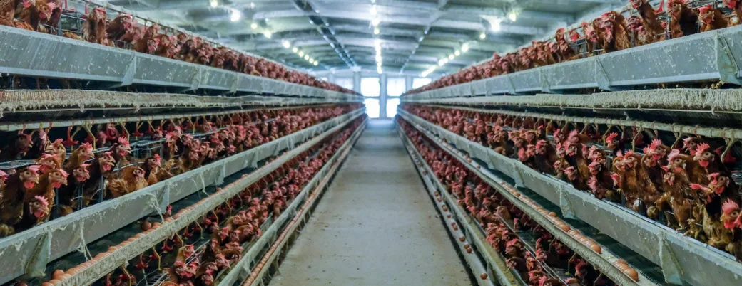 Ban Factory Farming in New Zealand