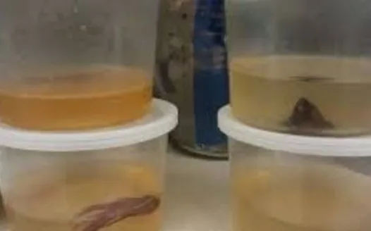 Stop Walmart from Abusing Fish