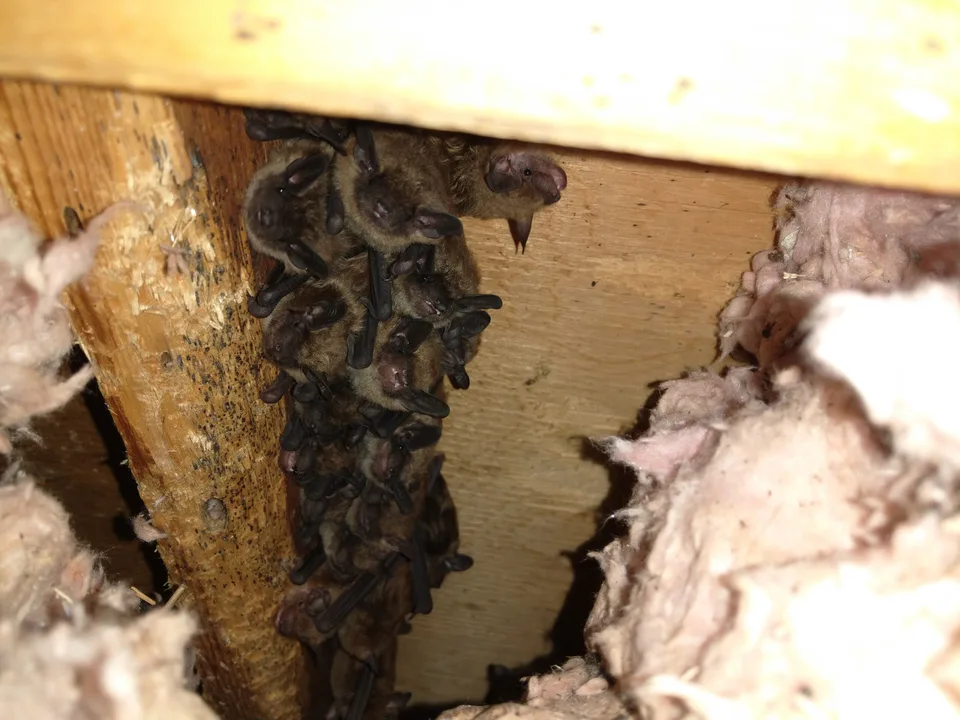 Bats not fair