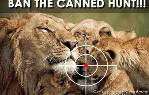 Canned Hunts