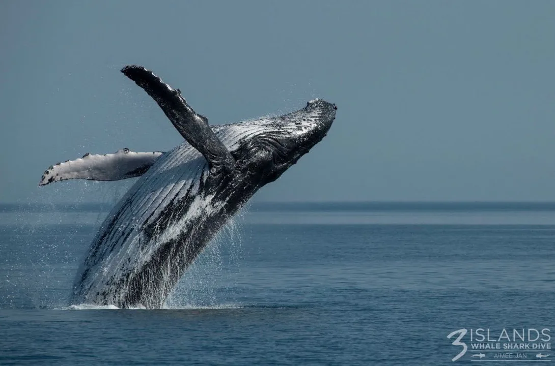 Help Save Our Whales