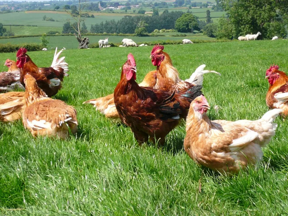 Save the Cockerel