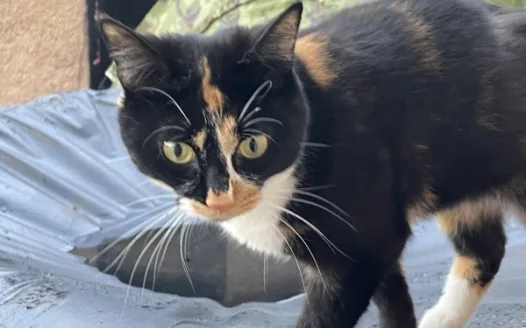 Crystals law cats lives matter
