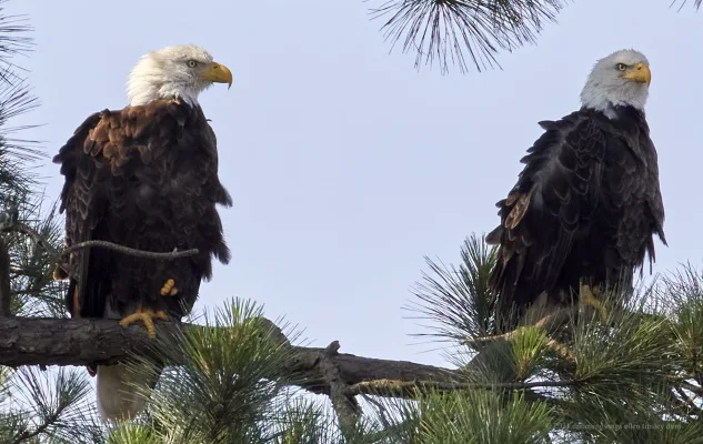 The Bald Eagles Loblolly and Pitch Need Help to Save Their Family