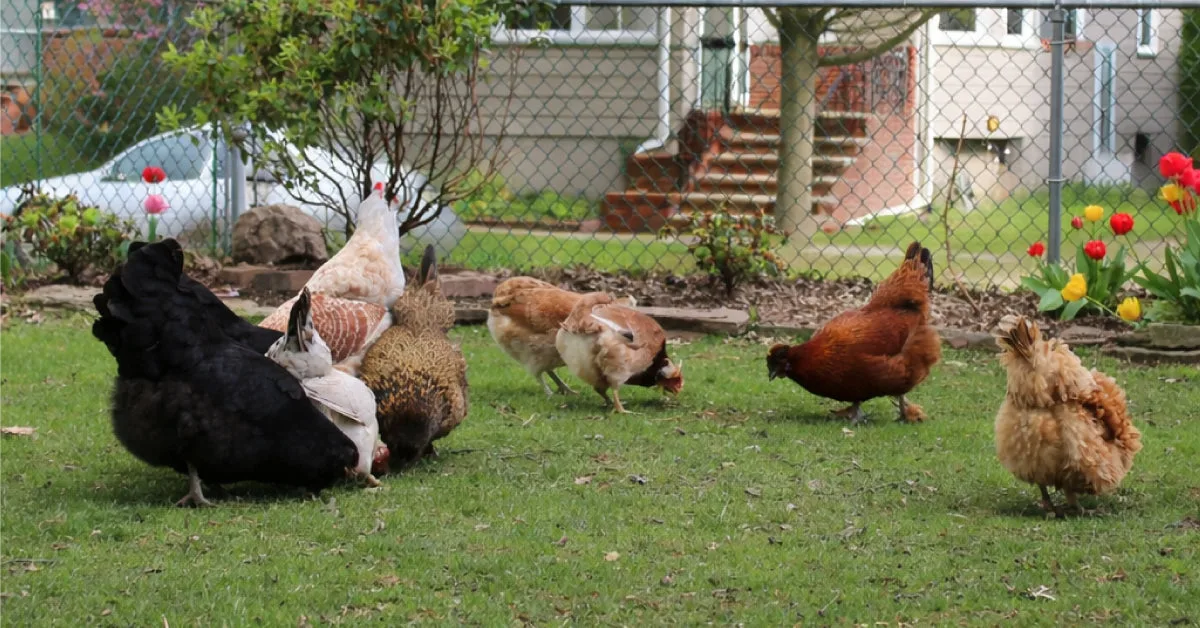 Glencoe Chickens