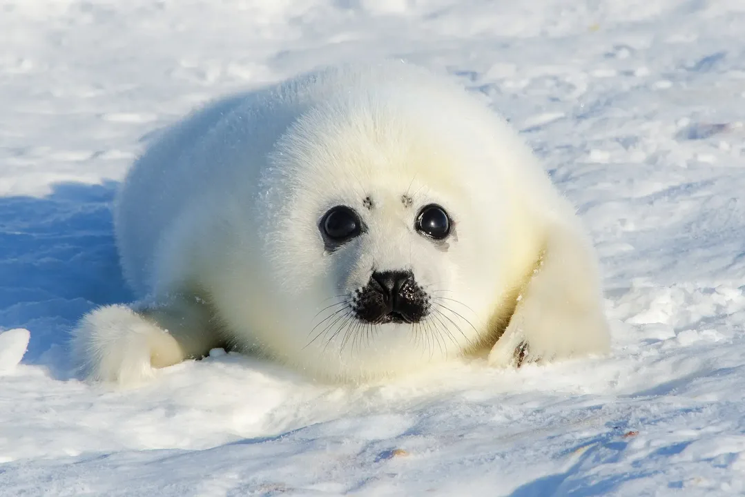 Stop Seal Slaughtering