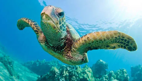 SAVE A SEA TURTLE!!