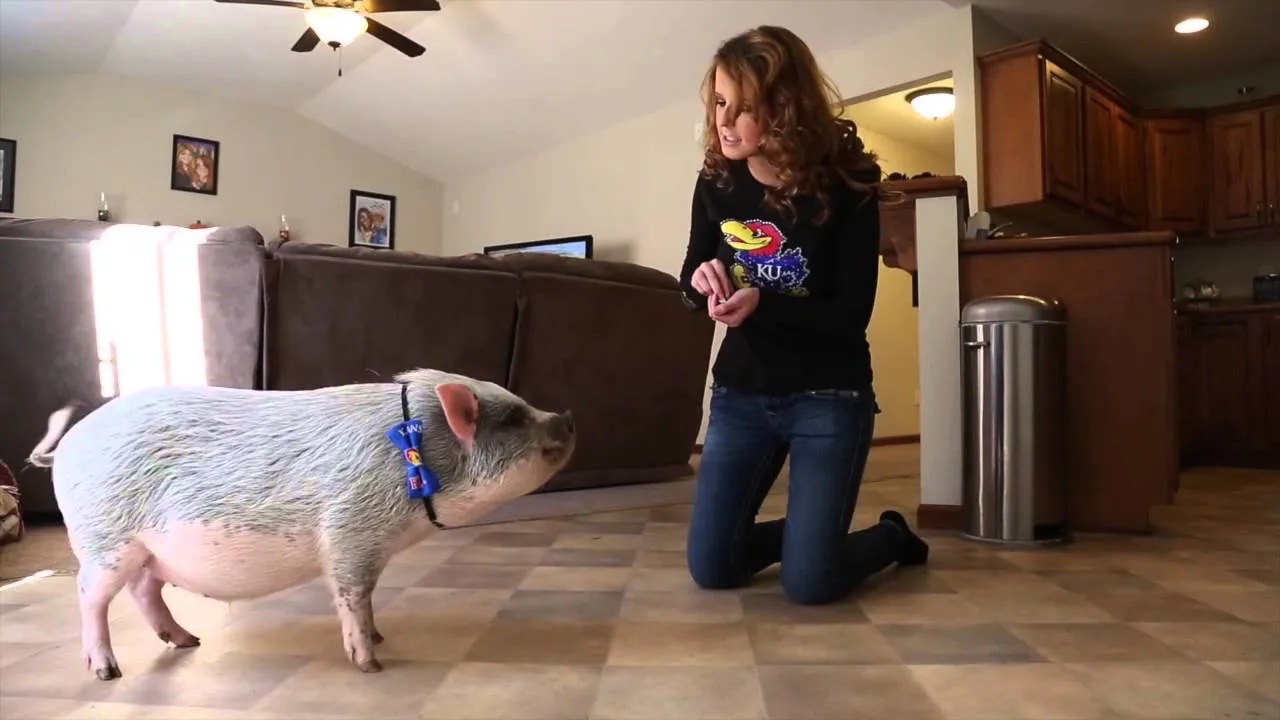 Pot Belly Pigs as domesticated house pets