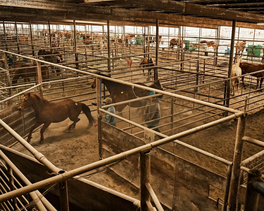 STOP US HORSE SLAUGHTER!!!