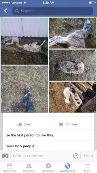 Save the sheep and donkeys!